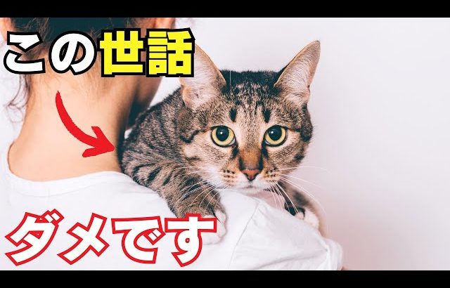 【初めての甘噛のしつけ】猫の世話でやってはいけないランキング10を紹介