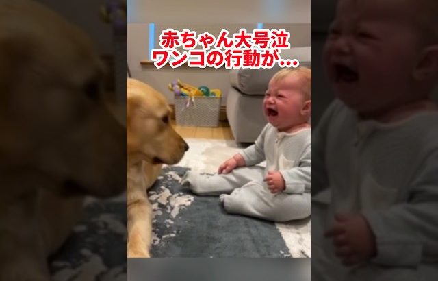 【初めての甘噛のしつけ】赤ちゃんを泣かせてしまったワンコ🐶驚きの行動が… #海外 #動物